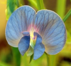 Research: grass pea variety benefits N and K uptake in wheat