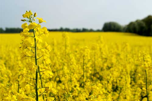 Canada and China agree on canola and grain trade
