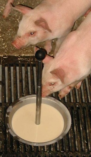 Nutriscan makes homemade yoghurt for piglets-Yoghurlac