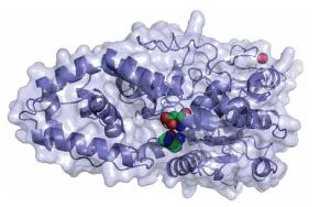 How to value lucrative enzymes in linear programming