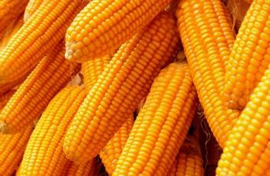 Japan, world’s top corn importer, buys more US corn