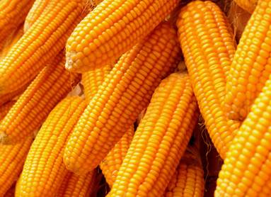 Japan, world’s top corn importer, buys more US corn