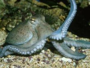 Spanish scientists develop octopus dry feed