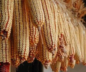 US main supplier of S. Korea’s corn market