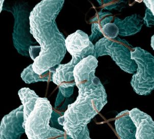 EFSA and ECDC zoonoses report: Salmonella in humans down, Campylobacter up