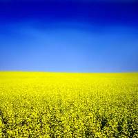 Australian professor supports GM canola