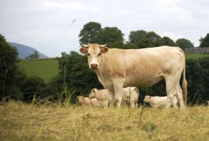 Concern over medication in French livestock