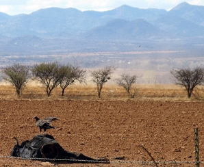 Mexican agriculture suffers from drought