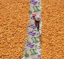 China puts more money into grain production