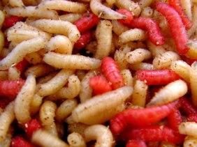 Maggots are the next protein in feed alternative