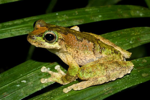 Frog skin protein may help find new antibiotics