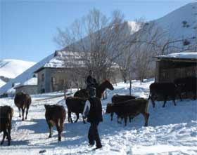 Kyrgyzstan: 20,000 livestock animals die due to feed shortages