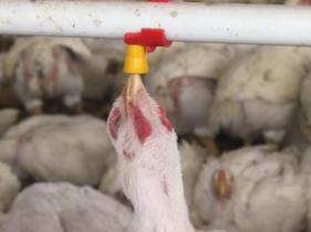 Russia rapidly increasing use of antibiotics in feed production