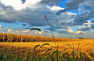 Poland imposes ban on MON810 GM-maize