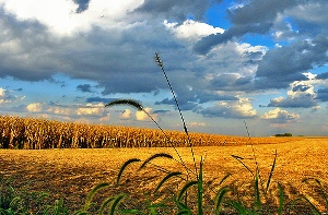 Poland imposes ban on MON810 GM-maize