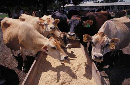 FDA wants drug companies to help limit antibiotic use in livestock