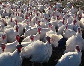 Reducing salmonella in turkeys reduces human cases