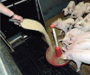 Counteracting zearalenone contamination in pig feeds
