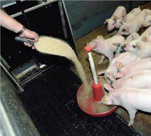 Counteracting zearalenone contamination in pig feeds