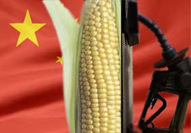 China favours animal feed above ethanol