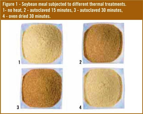 Amino acid digestibility in heated soybean meal
