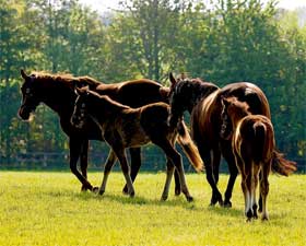 Red Mills the first to export horse feed to China