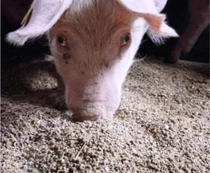 Challenges of feeding pigs in a changing marketplace