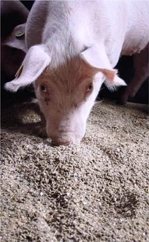 Challenges of feeding pigs in a changing marketplace