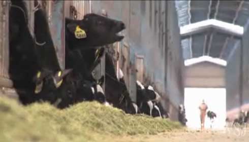 Global cattle drive bound for China (with video)