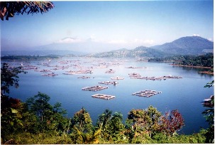 Indonesia: Aquaculture feed prices rise