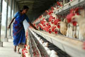 Bird flu hits Bangladeshi feed producers
