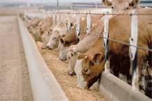 Unapproved antibiotics ending up in animal feed through DDGS