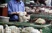 High cost of feed killing Indian poultry industry