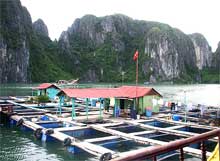 Vietnam: Low fish prices but high fish feed costs push fish farmers out
