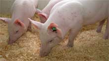 Project to produce GE pig with better phosphorous digestion loses funding