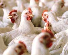 US state signs bill banning arsenic in poultry feed