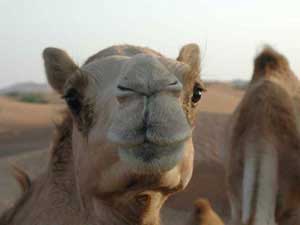 Abu Dhabi studies ryegrass use in camel feed