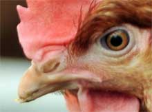 Atlantic Canada researches alternative poultry feed sources