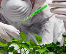 Russia lifts restrictions on GMO to ease entry into WTO