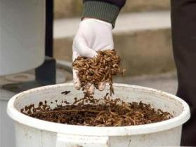 Insects as animal feed commodity appears feasible
