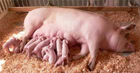GM-feed may harm the reproductive system of animals