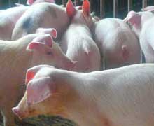 NPPC: Pork producers should prepare for loss of all antibiotic growth promoters