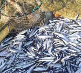 SFP releases sustainability overview of fisheries
