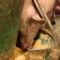 Coated phytase benefits the pig industry