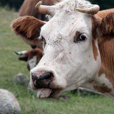 Russia to lift import ban on PAP feed from EU