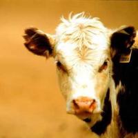 “Hormone-fed beef benefits environment”