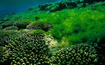 Energy potential of algae extremely underused