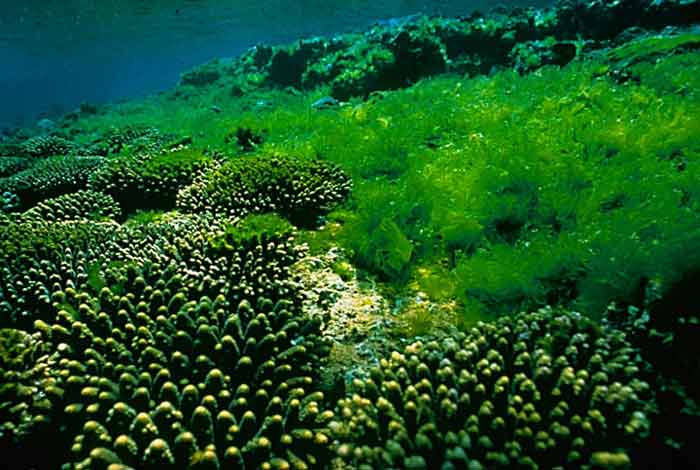 Energy potential of algae extremely underused