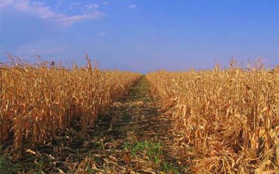 Drought puts Romania’s corn crop in danger