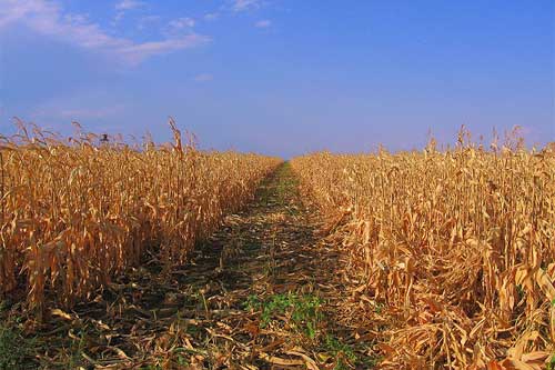 Drought puts Romania’s corn crop in danger